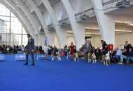 World Dog Show Zagreb, Croatia 2024 World Dog Show Zagreb, Croatia 2024