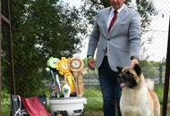 CAC Dog Show Herend (H) CAC Dog Show Herend (H)